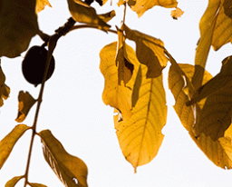 Як використовувати листя горіха: 3 варіанти