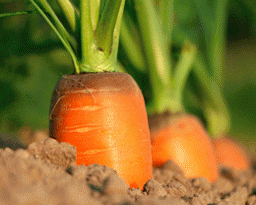 Чому не сходить насіння моркви