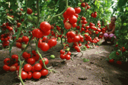 Сім правил великого врожаю помідорів