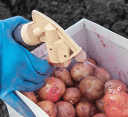 Підготовка картоплі до посадки