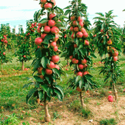 Колоновидні яблуні: вирощування й обрізка