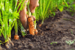 Вирощування моркви: секрети  від досвідчених дачників