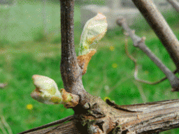 Як і коли необхідно відкрити виноград після зими