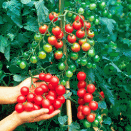 Вирощуємо помідори чері:  5 відмінностей у догляді