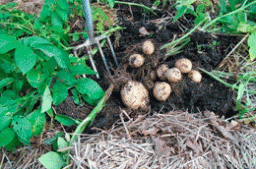 Як посадити картоплю під зиму для суперраннього врожаю