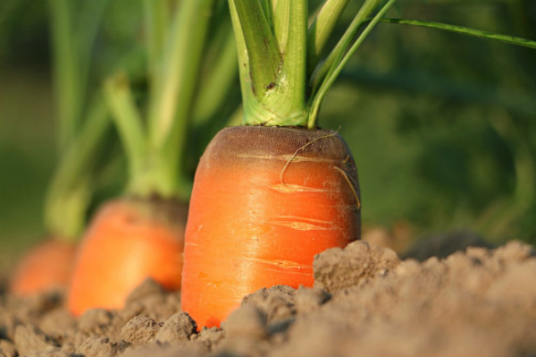 Чим корисна морква для здоров’я