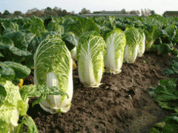 Вирощування пекінської капусти: секрети гарного врожаю