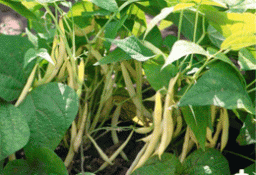 Вирощування квасолі: сорти, посадка й догляд