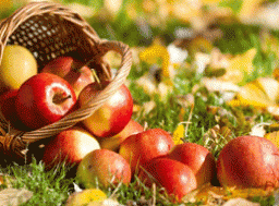 Як зберегти яблука до зими