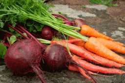 Як виростити цукровими буряк  і моркву?