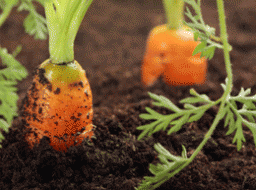Морквяні секрети