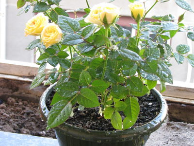 Вирощування садової троянди в горщику: чи можливо це?
