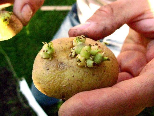 Технологія вирощування картоплі з паростків