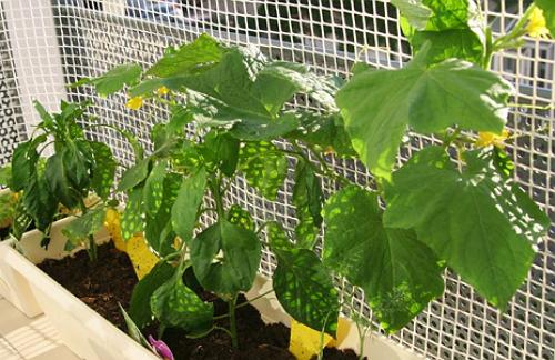 Огірки на балконі - секрети високого врожаю