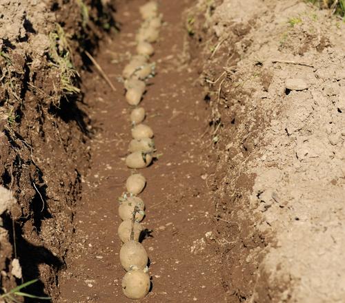 5 способів посадки картоплі