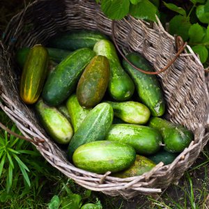Як продовжити плодоношення огірків?