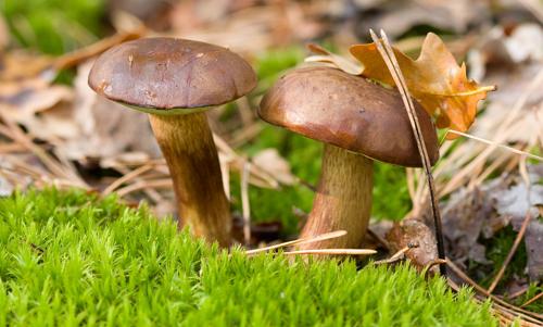 Лісові гриби на дачній ділянці
