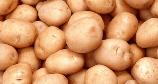 Насіннєва картопля для посадки - обробка, пророщування, догляд
