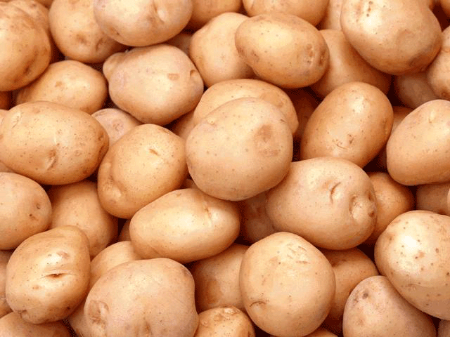 Насіннєва картопля для посадки - обробка, пророщування, догляд