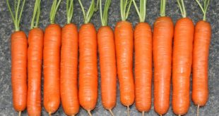Морква - як отримати високий урожай?
