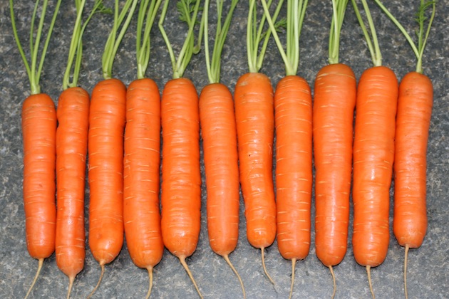Морква - як отримати високий урожай?