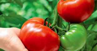 Посадка томатів, догляд і висадка розсади
