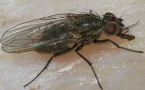 Росткова муха. Фото
