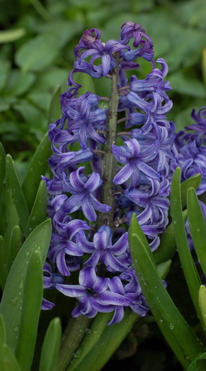 Домашні гіацинти і у відкритому грунті: багаторічні квіти на фото, як цвіте рослина гіацинт в горщику