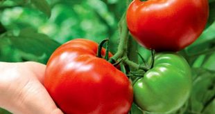 Технологія вирощування помідорів у відкритому грунті фото