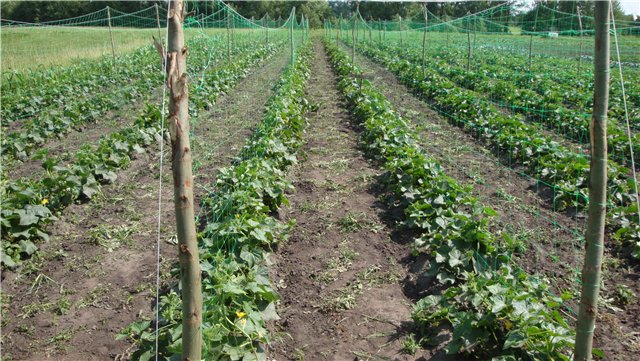 Огірки - вирощування в теплицях та відкритому грунті. Посадка, догляд, підживлення фото