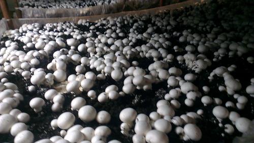 Вирощування грибів в теплицях