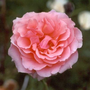 Класифікація садових груп троянд фото