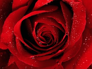 Троянда - подарунок богів фото