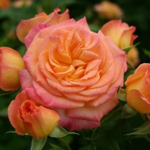 Кращі сорти троянд. Вибираємо царицю квітів. фото