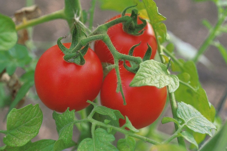 Як виростити хорошу розсаду помідор в домашніх умовах?