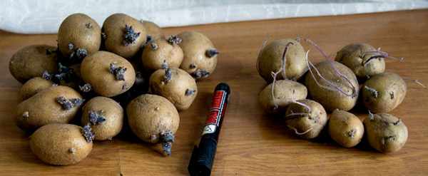 Швидкий і ефективний спосіб розмноження картоплі