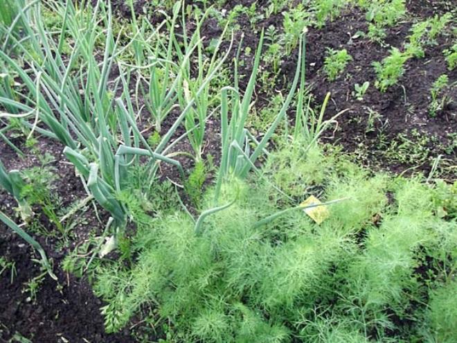 Цибулю може рости поряд з буряком, салатом, полуницею, шпинатом, огірками, редискою, морквою.