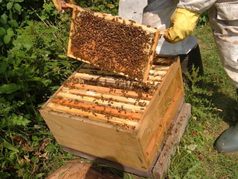 Пчеловодство. С чего начать