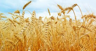 Как правильно удобрять пшеницу