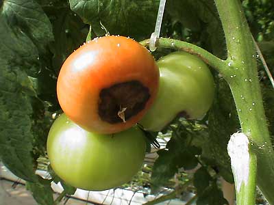 Можливі причини появи вершинної гнилі томатів у теплиці