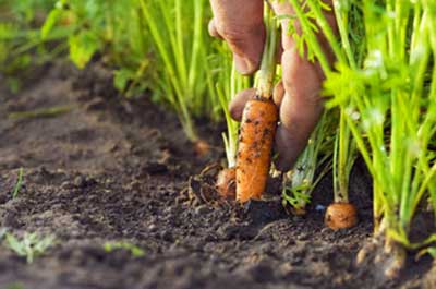 Добриво і збір урожаю моркви