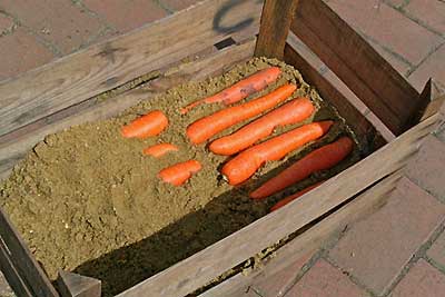 Зберігання моркви в домашніх умовах