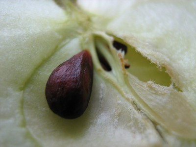Вирощуємо плодоносне дерево з яблучного насіння