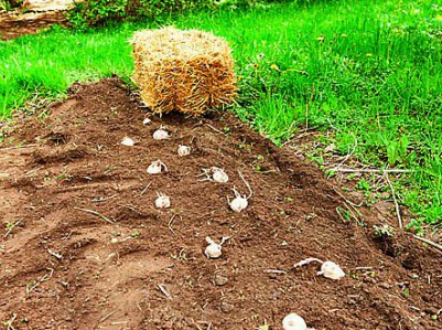 Технологія посадки картоплі під солому