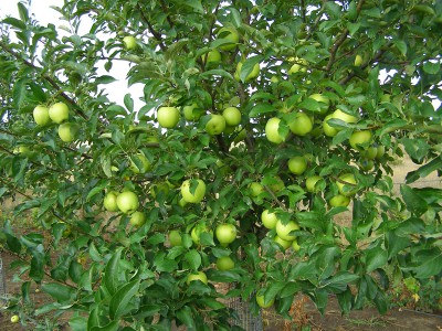 Перевага яблуні, вирощеної з кісточки