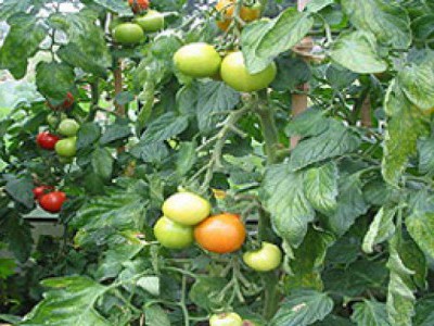 Шкідники томатів: опис і способи боротьби