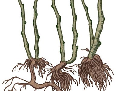 Розмноження кореневою порослю