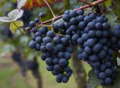 Умови для вирощування виноградних сортів