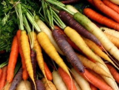 Сорти моркви