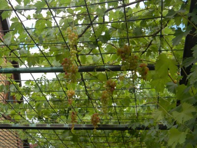 Способи розведення винограду в домашніх умовах
